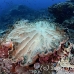 sponge_unknown_tp_np_h_0019_bal3051.jpg